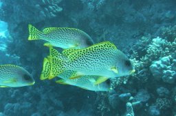 Schwarzgepunktete Süßlippe (Plectorhinchus Gaterinus)